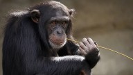 Los zoólogos no dan crédito: los chimpancés beben alcohol a diario, pero nunca se emborrachan