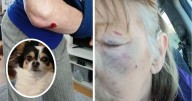 Disabled gran and support dog left 'terrorised' after XL bully