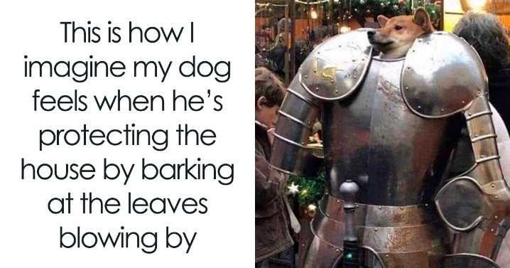 80 Adorable Memes That Dog Owners May Find Funny And Relatable