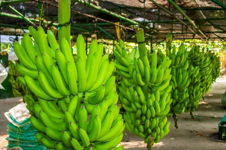 Bananeros del Magdalena y La Guajira piden prudencia para resguardar desarrollo rural y seguridad territorial