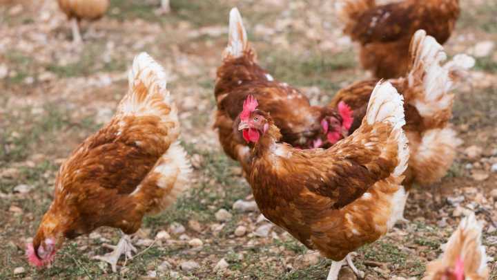 El sector avícola navarro, en alerta ante el primer caso de gripe aviar: "Vivimos estas horas con preocupación"