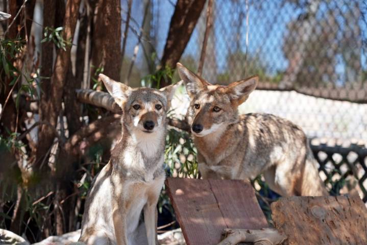 San Diego Humane Society relocates 2 orphaned coyotes to Virginia