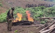 Destruyen 6 hectáreas de marihuana camuflada con frijol en Zulia
