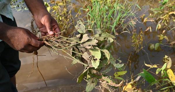 For years, Marathwada suffered from drought. Now, floods have swept away crops and livelihoods