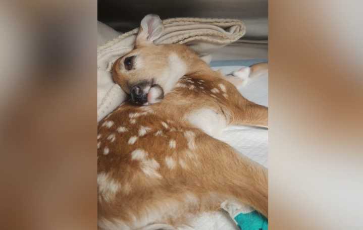 Young fawn named Peanut gets second chance at life after public outcry