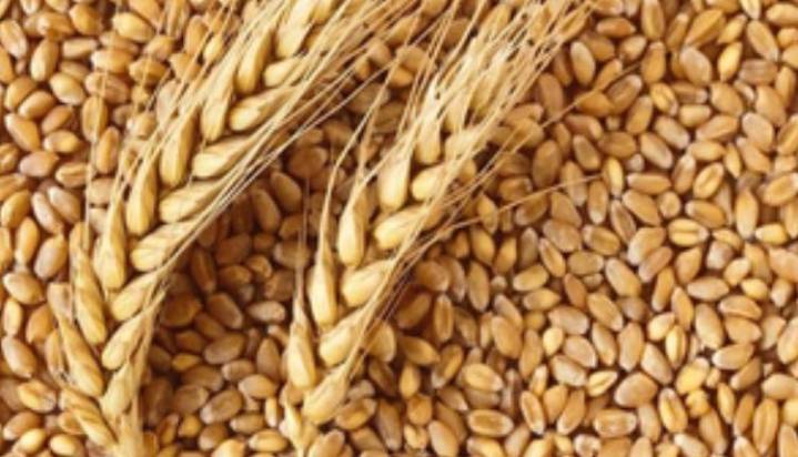 MSP Hikes For Rabi Crops Show PM Modi Always Works In Our Interest: Farmers