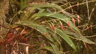 Descubren nueva especie de orquídea en el Parque Nacional Yanachaga Chemillén que rinde homenaje al pueblo Yánesha