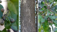 Is this invasive tree on your property? The state will replace it for free.