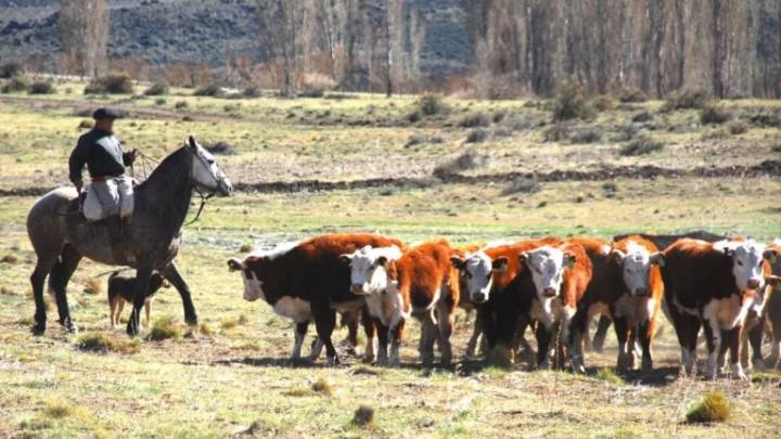 Pulmarí recibirá un aporte de 75 millones para asegurar alimento al ganado