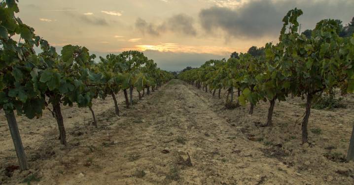What Wine Can Teach Us About Climate Change