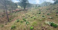 FGE detecta plantación irregular de agave tras tala clandestina en Morelia