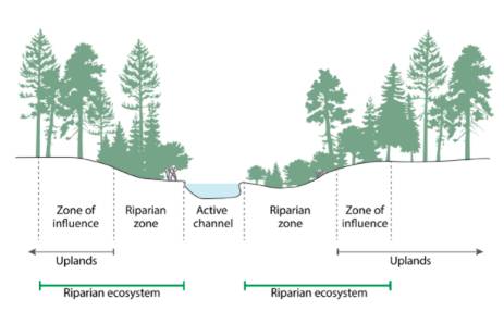 Shoreline Critical Areas Code Update: Draft regulations available for public comment