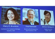 The Nobel Prize in medicine goes to 3 scientists for work on peripheral immune tolerance