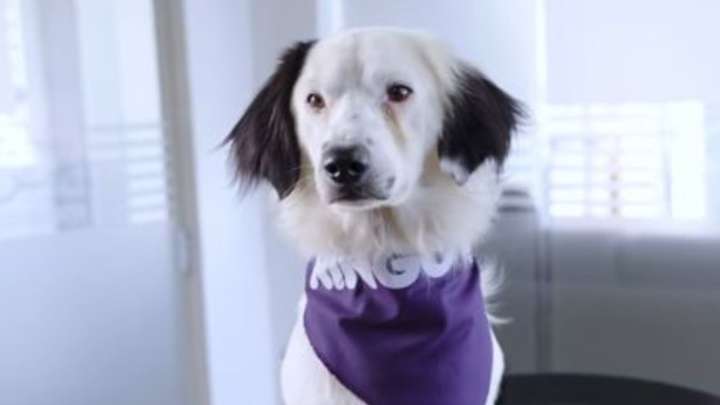 El Canal RCN le dio la bienvenida a Lucky, un perrito rescatado de las calles en Bogotá