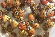 Pest control expert offers tips to keep lady beetles out of homes