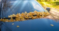 Drivers issued little-known 'wet leaves' warning ahead of £2,500 fines