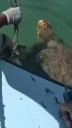 VIDEO: Deputies free loggerhead turtle in distress from crab trap line