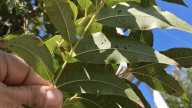 Plaga de pulgón negro se propaga en nogales de Chihuahua; amenaza producción del 2026