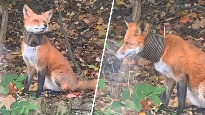 Dog rescue group trying to save a Delco fox with pipe on its neck