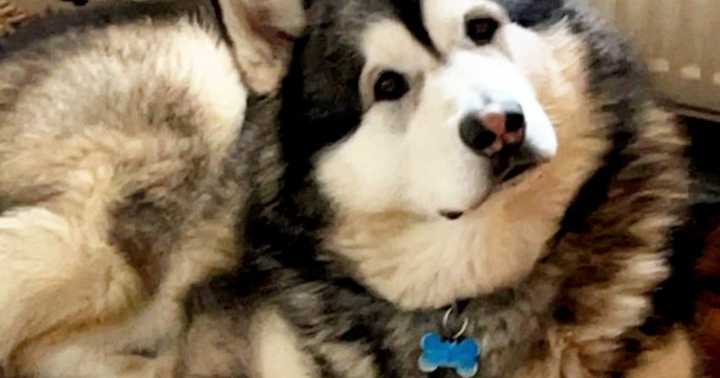 Pet dog so big people think it’s a wolf