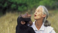 Jane Goodall: The Human Who Came Closest To Understanding Chimpanzee Language