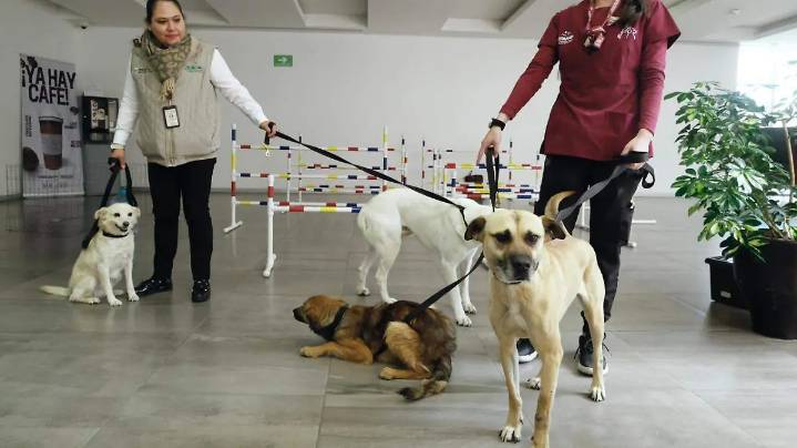 Edomex líder en maltrato animal; en 2024 registró más de mil denuncias