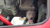 Illinois Dog Waits 372 Days For Family, Then Climbs Into Truck And Leaves Shelter Behind
