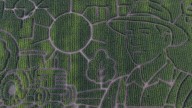 Giant Bay Area corn maze lets visitors enjoy getting lost