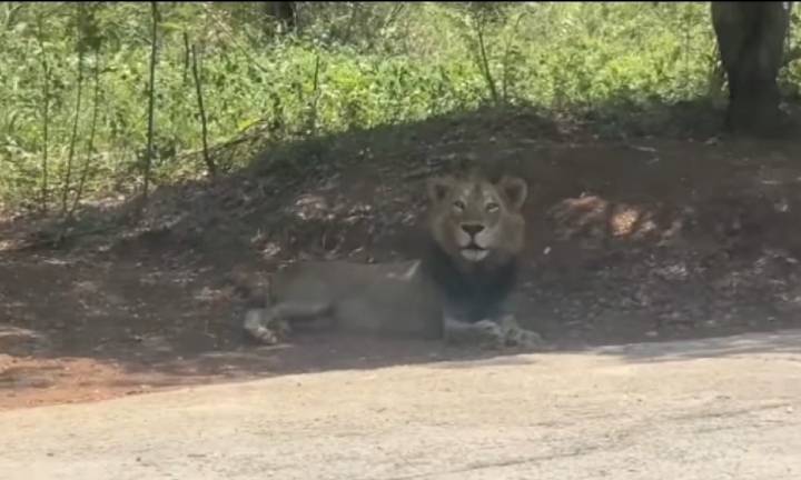Lion at Vandalur zoo goes missing, hunt with drone on