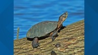 Saving Oregon's freshwater turtle species from becoming endangered