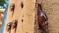 FTII, NFAI campus in Kothrud overrun by invasive Giant African Snails