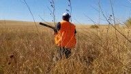 Younger birds expected for start of 2025 pheasant season