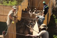 Reviving this African game reserve meant catching and transporting hundreds of wild animals