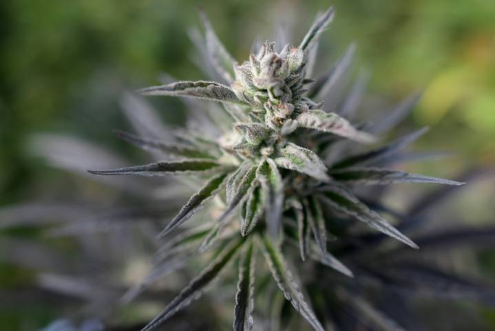 Colombia autoriza la venta de flor de cannabis medicinal en farmacias