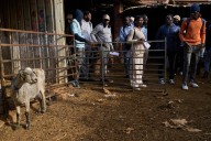 The new shepherds of Spain: African migrants take up a neglected rural trade