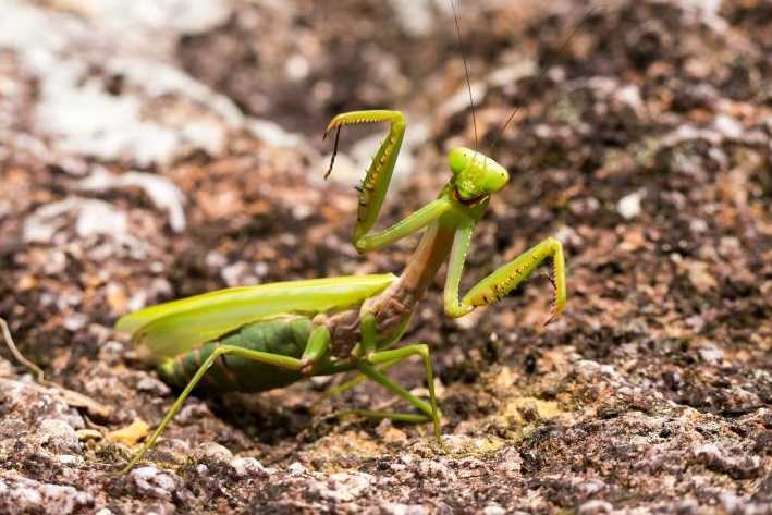 “Mantises religiosas “bailan” sincronizadas y ganan el mayor concurso fotográfico del mundo”