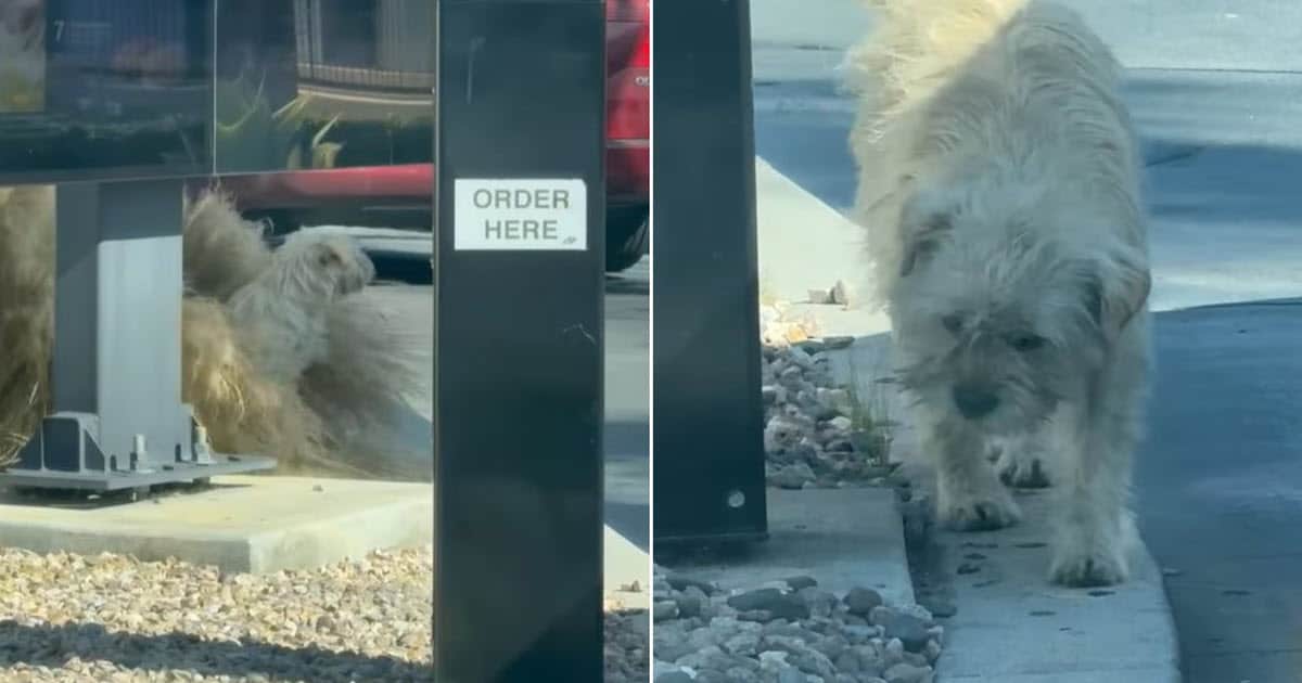 Stray Dog Waiting for Food at McDonald’s Gets 'Life