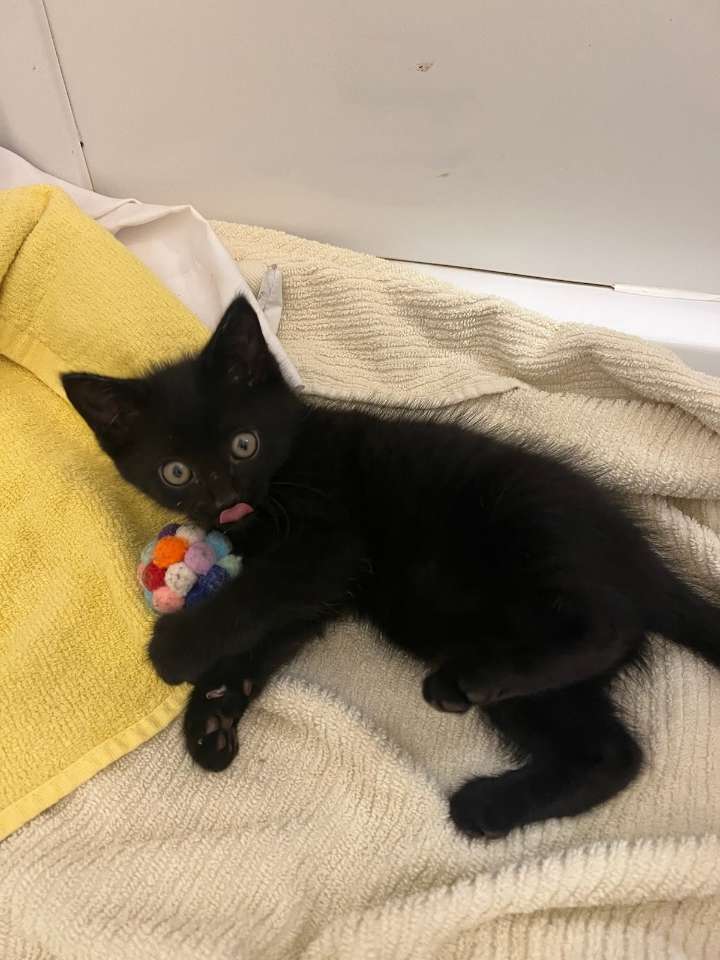 Pet of the Week: Panther