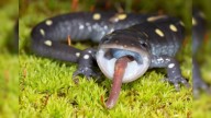 Discover wildlife diets at MDC's 'Feeding Frenzy' event in Branson