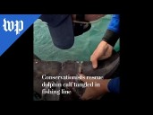 Conservationists rescue dolphin calf tangled in fishing line