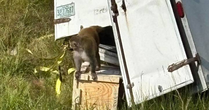 What We Know About the Monkeys on the Loose in Mississippi