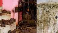 Personas en París muestran cómo es vivir en medio de ratas, moho y tuberías rebotadas: ‘Mi esposa, está en el hospital más que en casa’