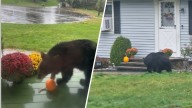 Injured bear is taking pumpkins in West Hartford. Animal control says let it be