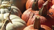 Pumpkinville underway Oct. 3 with new theme 'Museum of Pumpkinville'