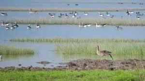 Valley’s Wetlands await return of winged winter guests