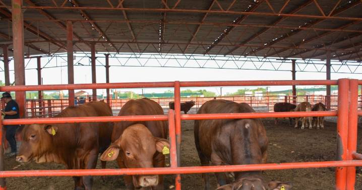 Sader reconoce afectaciones por más de 2 mil mdp a ganaderos en México por gusano barrenador