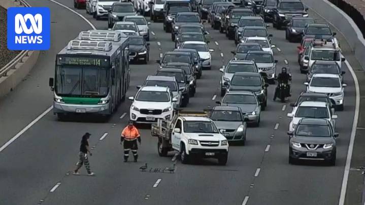 Family of ducks crossing Perth's Kwinana Freeway cause six