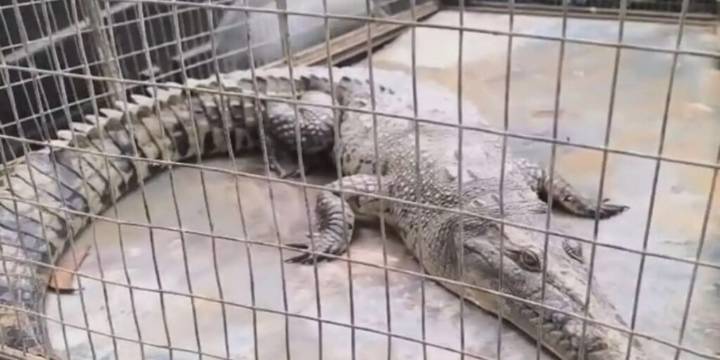 Hallan un cocodrilo de dos metros en un criadero de langostas en Tumbes