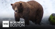 "Chunk" crowned winner of Fat Bear Week