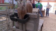 Farm Credit Mid-America and the Kiwanis Club unite for Farm Day